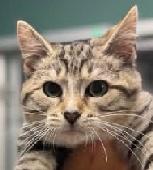 Tabby