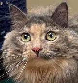 Tortie